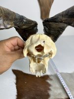 جمجمه و شاخ کل اهلی طبیعی پاکسازی شده مدل 8/  Goat-model-8 - Image 4