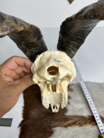 جمجمه و شاخ کل اهلی طبیعی پاکسازی شده مدل 23/  Goat-model-23 - Image 4