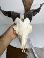 جمجمه و شاخ کل اهلی پاکسازی شده مدل 22 /  Goat-model-22 - Image 5