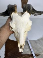 جمجمه و شاخ کل اهلی طبیعی پاکسازی شده مدل 29/  Goat-model-29 - Image 4