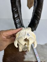 جمجمه و شاخ کل اهلی طبیعی پاکسازی شده مدل 20/  Goat-model-20 - Image 4