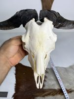 جمجمه و شاخ کل اهلی طبیعی پاکسازی شده مدل 90/  Goat-model-90 - Image 5