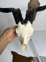 جمجمه و شاخ کل اهلی طبیعی پاکسازی شده مدل 21/  Goat-model-21 - Image 5