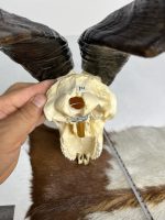 جمجمه و شاخ کل اهلی طبیعی پاکسازی شده مدل 3/  Goat-model-3 - Image 5