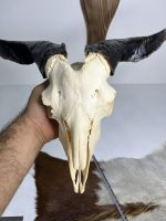 جمجمه و شاخ کل اهلی طبیعی پاکسازی شده مدل 16/  Goat-model-16 - Image 4