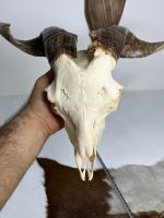 جمجمه و شاخ کل اهلی طبیعی پاکسازی شده مدل 32/  Goat-model-32 - Image 5