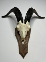 جمجمه و شاخ کل اهلی طبیعی پاکسازی شده مدل 104/  Goat-model-104 - Image 5