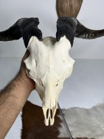 جمجمه و شاخ کل اهلی طبیعی پاکسازی شده مدل 4/  Goat-model-4 - Image 5