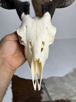 جمجمه و شاخ کل اهلی طبیعی پاکسازی شده مدل 13/  Goat-model-13 - Image 5