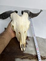 جمجمه و شاخ کل اهلی پاکسازی شده مدل 9 /  Goat-model-9 - Image 5