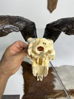 جمجمه و شاخ کل اهلی طبیعی پاکسازی شده مدل 22-1/  Goat-model-22-1 - Image 5