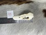 جمجمه طبیعی اردک سرسبز - مدل 88/ Anas platyrhynchos model -88 - Image 5