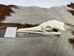جمجمه طبیعی پرنده باکلان - مدل 49/ Cormorant Skull -  model -49 - Image 4