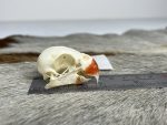 جمجمه طبیعی طوطی ملنگو - مدل 83/ Rose-ringed Parakeet Skull model -83 - Image 6