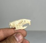 جمجمه طبیعی جربیل بزرگ مدل 1 / Great Gerbil Skull model-1 - Image 5