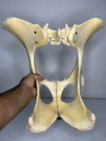 استخوان طبیعی لگن گاو مدل 1 / model-1 - Image 7