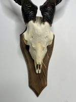 جمجمه و شاخ کل اهلی پاکسازی شده مدل 26 /  Goat-model-26 - Image 5