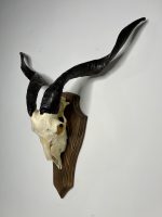 جمجمه و شاخ کل اهلی پاکسازی شده مدل 25 /  Goat-model-25 - Image 5