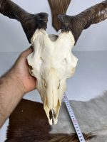 جمجمه و شاخ کل اهلی پاکسازی شده مدل 30 /  Goat-model-30 - Image 5