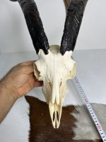 جمجمه و شاخ کل اهلی پاکسازی شده مدل 27/  Goat-model-27 - Image 5