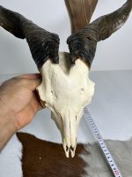 جمجمه و شاخ کل اهلی طبیعی پاکسازی شده مدل 8/  Goat-model-8 - Image 5