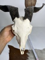 جمجمه و شاخ کل اهلی طبیعی پاکسازی شده مدل 23/  Goat-model-23 - Image 5