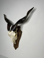 جمجمه و شاخ کل اهلی پاکسازی شده مدل 22 /  Goat-model-22 - Image 6