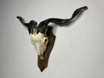 جمجمه و شاخ کل اهلی طبیعی پاکسازی شده مدل 29/  Goat-model-29 - Image 5