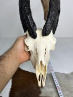 جمجمه و شاخ کل اهلی طبیعی پاکسازی شده مدل 20/  Goat-model-20 - Image 5
