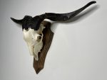 جمجمه و شاخ کل اهلی طبیعی پاکسازی شده مدل 90/  Goat-model-90 - Image 6