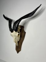 جمجمه و شاخ کل اهلی طبیعی پاکسازی شده مدل 21/  Goat-model-21 - Image 6