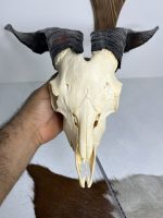 جمجمه و شاخ کل اهلی طبیعی پاکسازی شده مدل 3/  Goat-model-3 - Image 6