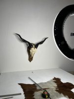 جمجمه و شاخ کل اهلی طبیعی پاکسازی شده مدل 16/  Goat-model-16 - Image 5