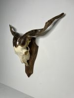 جمجمه و شاخ کل اهلی طبیعی پاکسازی شده مدل 32/  Goat-model-32 - Image 6