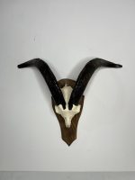 جمجمه و شاخ کل اهلی طبیعی پاکسازی شده مدل 104/  Goat-model-104 - Image 6