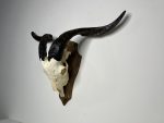 جمجمه و شاخ کل اهلی طبیعی پاکسازی شده مدل 4/  Goat-model-4