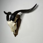 جمجمه و شاخ کل اهلی طبیعی پاکسازی شده مدل 4/  Goat-model-4