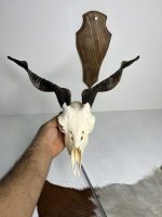 جمجمه و شاخ کل اهلی طبیعی پاکسازی شده مدل 13/  Goat-model-13 - Image 6