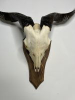 جمجمه و شاخ کل اهلی پاکسازی شده مدل 9 /  Goat-model-9 - Image 6