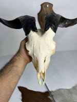 جمجمه و شاخ کل اهلی طبیعی پاکسازی شده مدل 22-1/  Goat-model-22-1 - Image 6