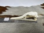 جمجمه طبیعی پرنده باکلان - مدل 50/ Cormorant Skull -  model -50 - Image 4