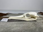 جمجمه طبیعی پرنده باکلان - مدل 49/ Cormorant Skull -  model -49 - Image 5