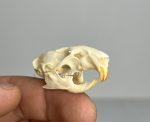 جمجمه طبیعی جربیل بزرگ مدل 1 / Great Gerbil Skull model-1 - Image 6