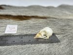 جمجمه طبیعی قناری - مدل 75/  Canary Skull model -75 - Image 5