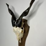 جمجمه و شاخ کل اهلی پاکسازی شده مدل 26 /  Goat-model-26
