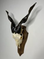 جمجمه و شاخ کل اهلی پاکسازی شده مدل 26 /  Goat-model-26