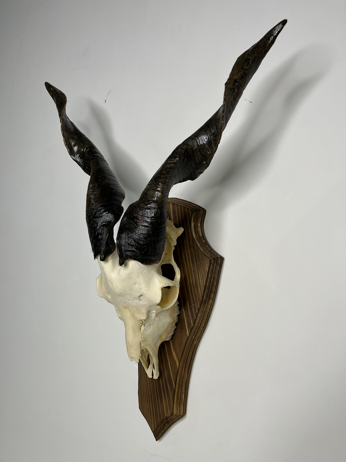 جمجمه و شاخ کل جمجمه و شاخ کل اهلی پاکسازی شده مدل 26 / Goat-model-26 - Image 1