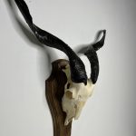 جمجمه و شاخ کل اهلی پاکسازی شده مدل 25 /  Goat-model-25