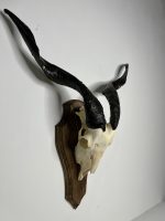 جمجمه و شاخ کل اهلی پاکسازی شده مدل 25 /  Goat-model-25