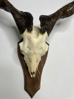 جمجمه و شاخ کل اهلی پاکسازی شده مدل 30 /  Goat-model-30 - Image 6
